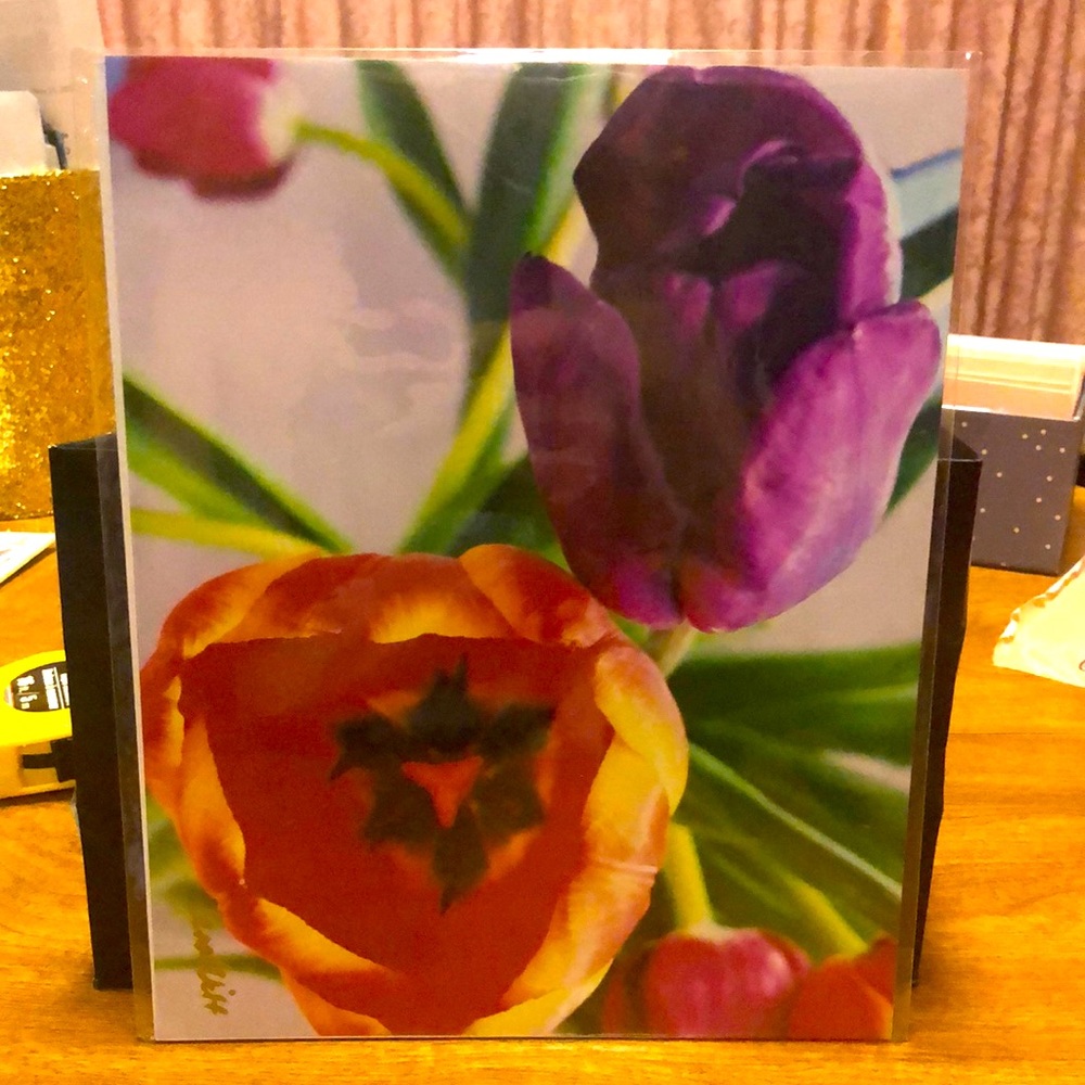 8 x 10 Tulips Photo